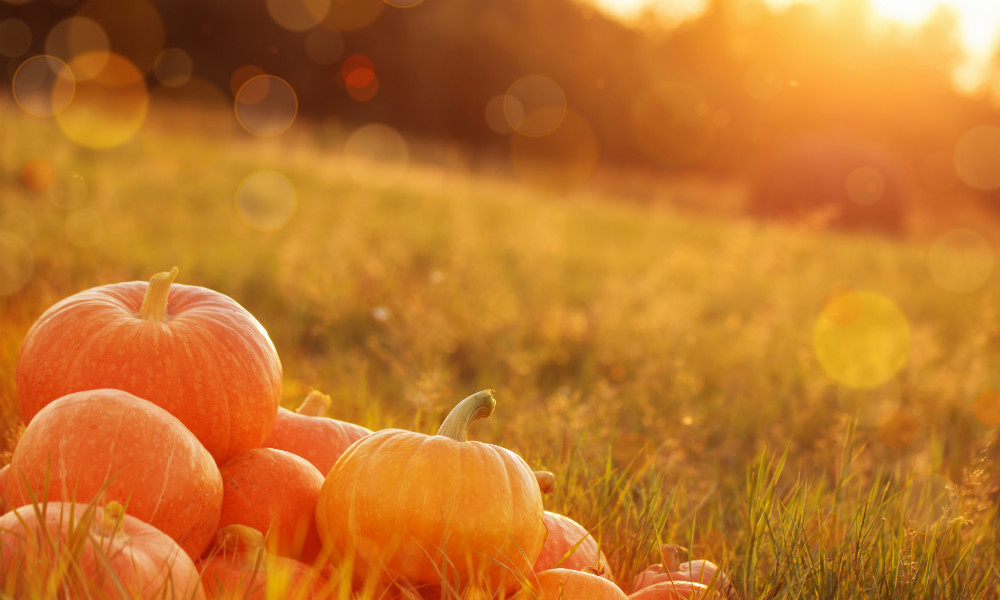 5 Fall Activities for Kids with Special Needs