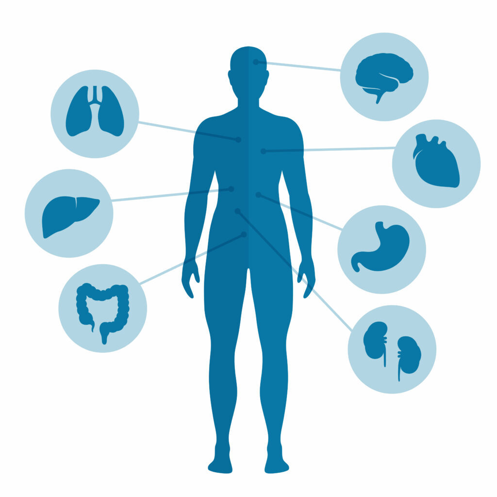 A diagram of a person's silhouette in navy connected by light blue lines to circles containing various body parts, such as the brain, heart, kidneys, intestines, lungs, etc.